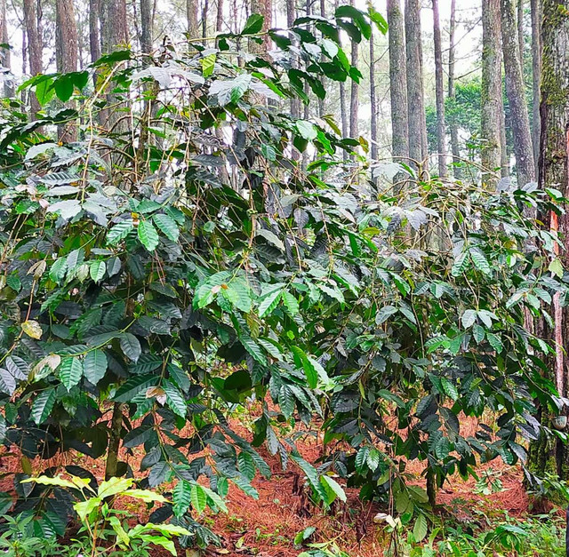 Pohon pinus dan kopi hidup berdampingan di Hutan Jayagiri (Foto: dokumen pribadi)