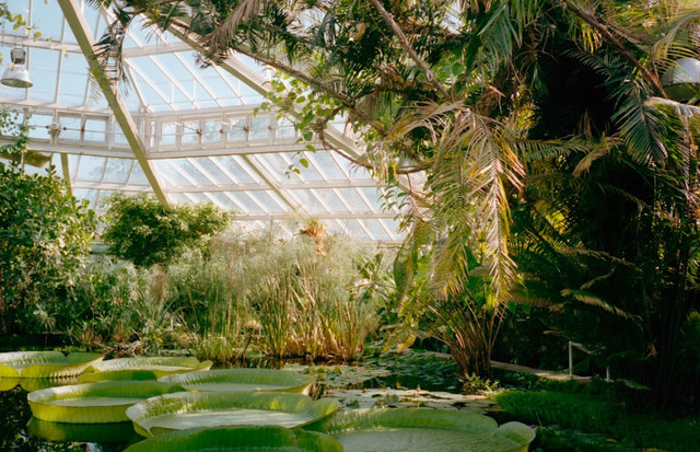 Ilustrasi Kebun Raya Bogor Buka Jam Berapa, Foto: Unsplash/Jonas Denil