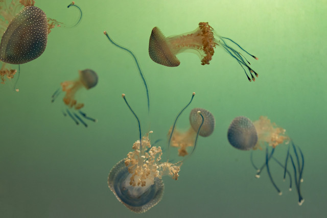 Ilustrasi adaptasi morfologi. Foto: Unsplash