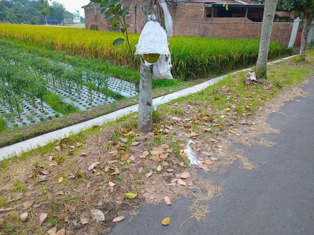 Ilustrasi: Sampah daun di pinggir jalan. (Dokumentasi pribadi)