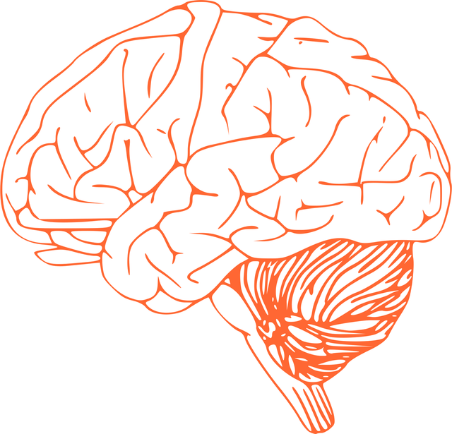 Ilustrasi Otak, Sumber: https://pixabay.com/vectors/brain-stem-cerebrum-spinal-cord-305774/