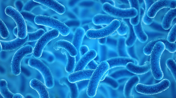 Gambar 1. Penampakan Bakteri Lactobacillus Dari Bawah Mikroskop (Sumber : https://www.istockphoto.com/id/search/2/image-film?phrase=lactobacillus&tracked_gsrp_landing=https%3A%2F%2Fwww.istockphoto.com%2Fid%2Ffoto-foto%2Flactobacillus. Diakses Pada 1 Desember 2025).