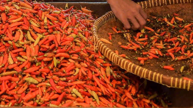 Ilustrasi cabai rawit merah.