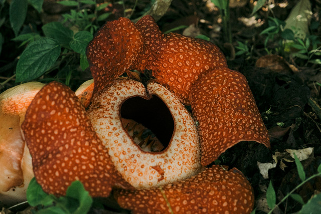 Ilustrasi bunga Rafflesia arnoldii, flora endemik Indonesia. Foto: Unsplash