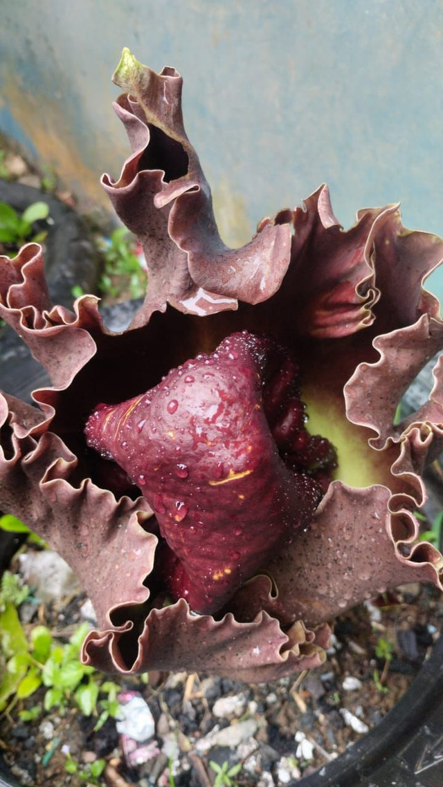 Penampakan bunga bangkai tumbuh di halaman rumah warga di Jalan Pangeran Natakusuma, Pontianak. Foto: Ade Mirza/Hi!Pontianak