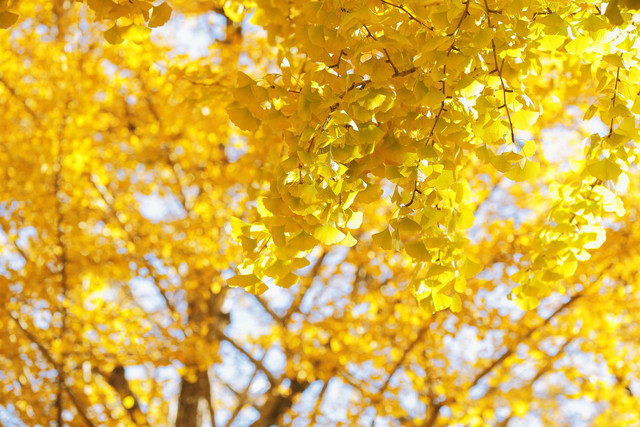 foto Ginkgo Biloba sumber : canva