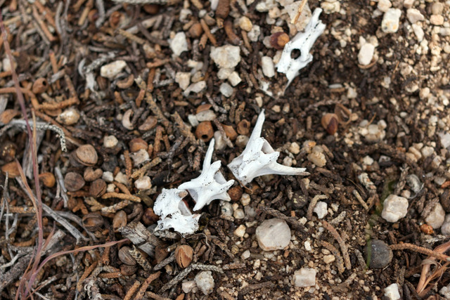 Ilustrasi peran dekomposer dalam ekosistem. Foto: Unsplash