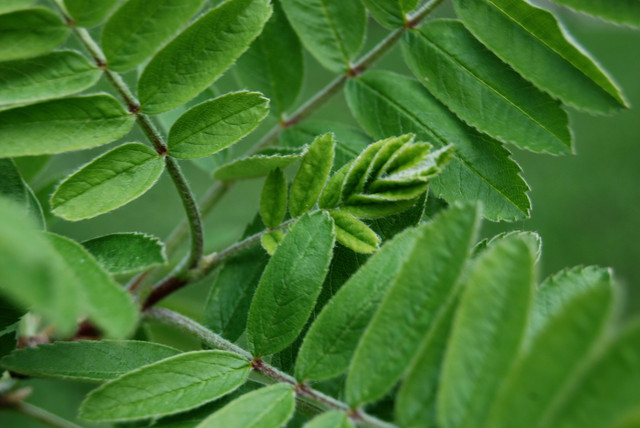 Ilustrasi manfaat daun bagi tumbuhan. Foto: Unsplash