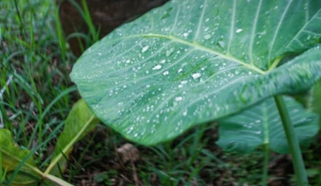 Daun Talas. Shutterstock