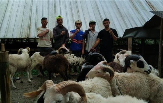 Pengadaan Hewan Qurban oleh DT Peduli Garut dan disebar kepada Peternak Binaan di Wilayah Garut (Sumber : DT Peduli)