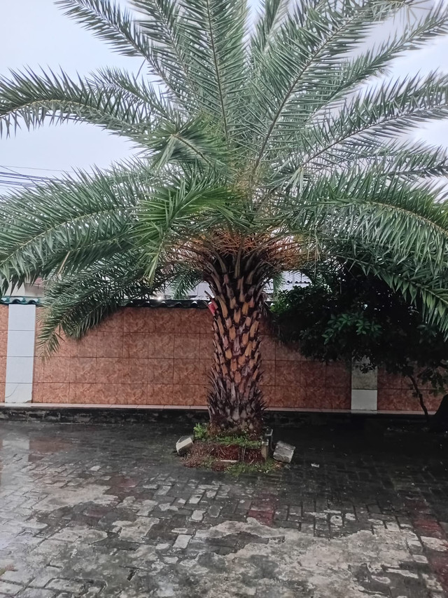 Pohon Kurma di Masjid Jami Baitul Muta'ali Cipadu Jaya, Kecamatan Larangan, Kota Tangerang. Sumber Foto: Pribadi