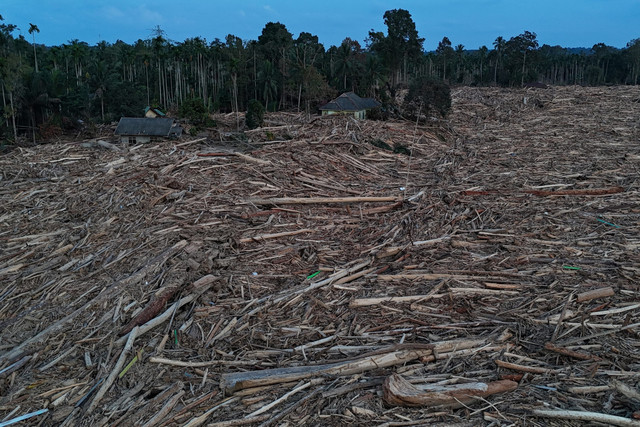 Foto udara kayu gelondongan yang terbawa arus banjir di Desa Geudumbak, Kecamatan Langkahan, Aceh Utara, Aceh, Jumat (5/12/2025). Foto: Syifa Yulinnas/ANTARA FOTO