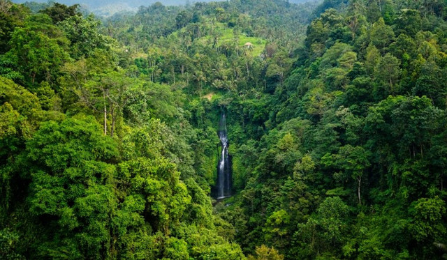 Ilustrasi: Hutan dan ekosistemnya yang masih terlindungi. (Foto: Santhosh Mocharla, under the Unsplash license)