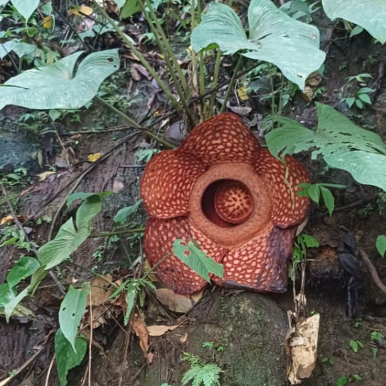 Bunga Rafflesia ditemukan mekar sempurna di tepi aliran Sungai Batang Anai, Kabupaten Tanah Datar, Sumatera Barat (Sumbar).  Dok: Basarnas