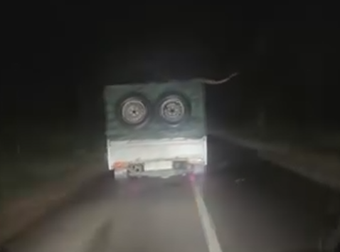 Ular piton tampak menyelusup di atas kap mobil pick up. Foto: Dok. Instagram @daily_kalbar