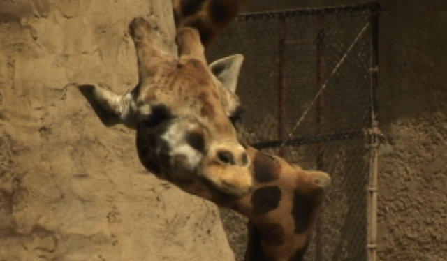 Gemina, jerapah leher bengkok di San Diego Wild Animal Park, AS. Foto: YouTube/Santa Barbara Zoo