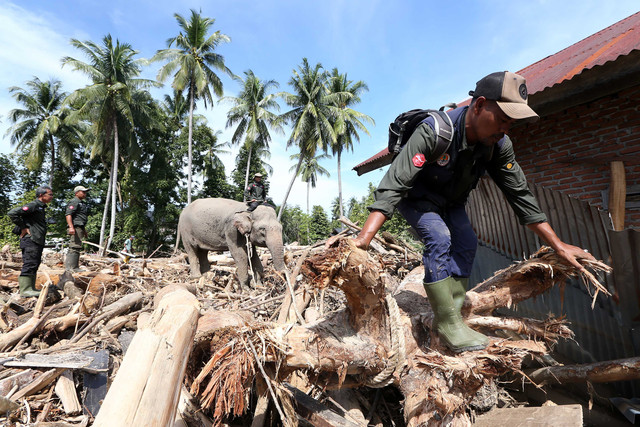 Gajah Sumatera jinak yang ditunggangi mahout bersama petugas BKSDA Aceh dan personel Polri membersihkan puing kayu yang menutupi jalan dan permukiman warga akibat bencana alam di Desa Meunasah Bie, Pidie Jaya, Aceh, Senin (8/12/2025). Foto: Irwansyah Putra/ANTARA FOTO