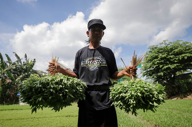 Petani menunjukkan daun kemangi di kawasan Papanggo, Jakarta Utara, Senin (8/12/2025). Foto: Jamal Ramadhan/kumparan