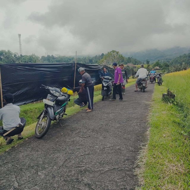 Para petani mendirikan seng dan plastik hitam sepanjang 15 sampai 20 meter di kawasan subak atau pertanian Jatiluwih, Kabupaten Tabanan, Bali. Foto: Dok. Istimewa