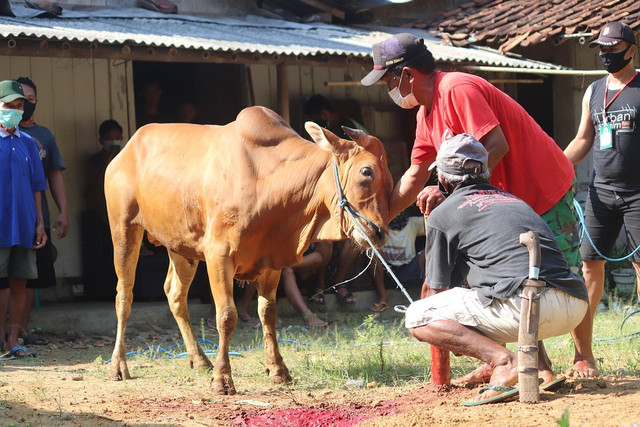 Prosesi penyembelihan hewan qurban. Foto: Pixabay