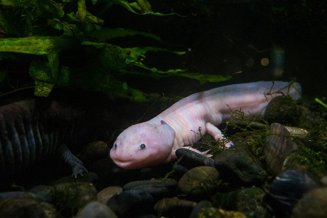 Axolotl sebagai ilustrasi hewan yang dapat meregenerasi tubuh. Foto: Unsplash