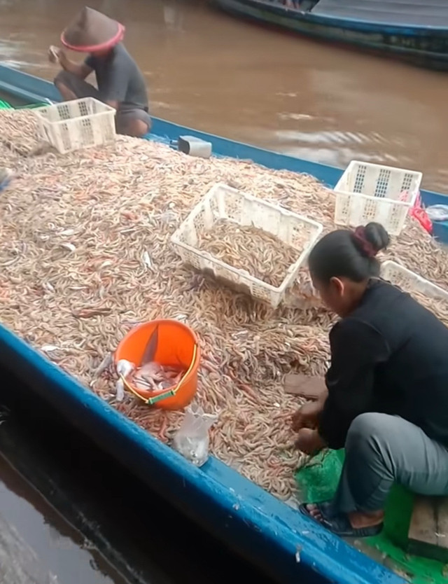 Penampakan hasil panen udang segar dari nelayan yang melimpah di Sambas, Kalbar. Foto: Dok. Instagram @sambasnesia