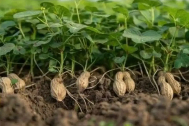Kacang Pandanga Morotai masuk kekayaan intelektual komunal, Kamis (4/12/2025). Foto: Abdul Fatah/ANTARA