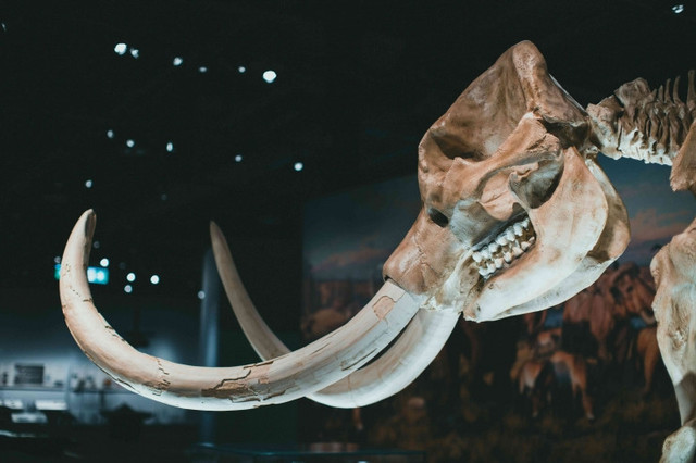 Foto fossil Mammuthus Primigenius (Sumber foto: pexels.com)