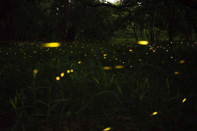 Ilustrasi bioluminesensi dari kunang-kunang. Foto: Unsplash
