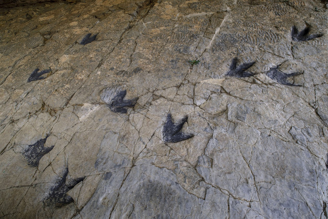 Ilustrasi kaki Dinosaurus. Foto: Shutterstock