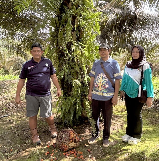 Estate Manager PT SKM Syahrial Purba (kiri) bersama petani sawit plasma Indra Ayu (kanan) di kebun sawit yang dikelola PT SKM di Desan Laman Baru, Kecamatan Permata, Kecubung, Kabupaten Sukamara, Rabu (10/12/2025). Foto: kumparan/Ema Fitriyani