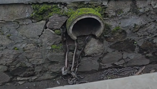 Puluhan anak ular sanca keluar dari gorong-gorong saluran air. Dok: Damkar Sukabumi