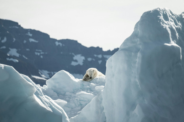 Ilustrasi habitat hewan kutub. Foto: Unsplash