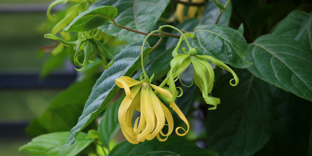 Ilustrasi bunga kenanga (freepik)