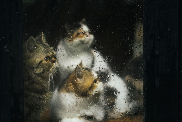 https://www.freepik.com/free-photo/three-cats-through-wet-window_18994200.htm#fromView=image_search_similar&page=1&position=0&uuid=00e02ff0-4498-48f5-81d4-d01beaf064ae&query=cat+in+the+rain