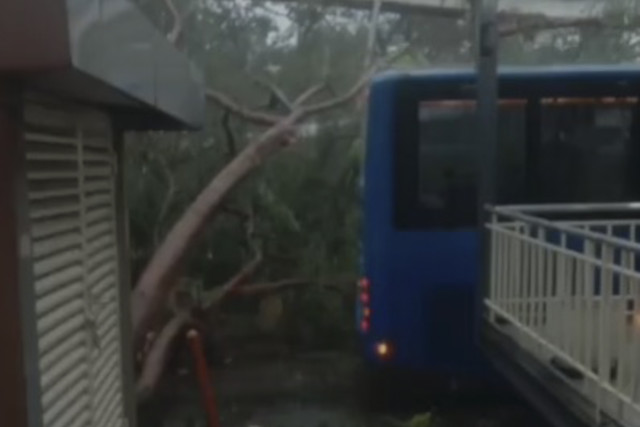 Pohon tumbang di jalur Transjakarta Koridor 5 Ancol - Kp Melayu, Jumat (12/12/2025). Foto: X/ @PT_Transjakarta