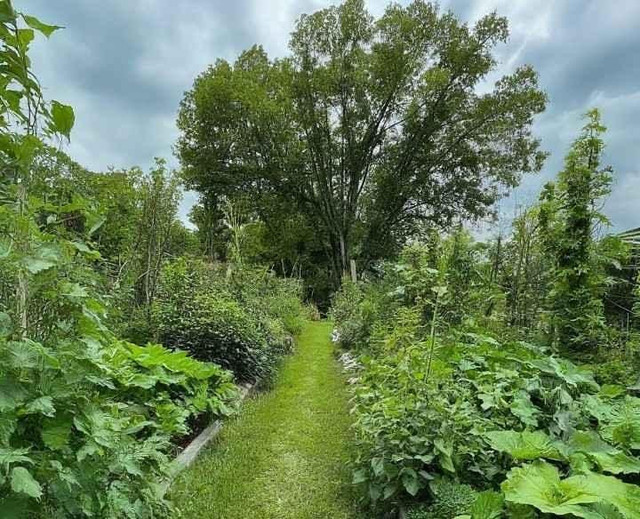 Ilustrasi hutan dengan pola tanam agroforestri | Foto : Dok. Ist