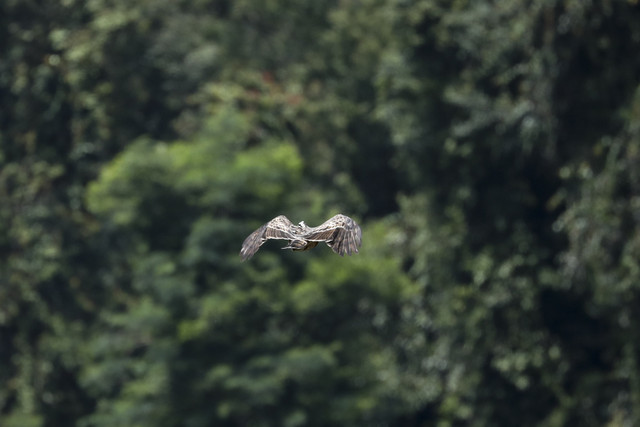 Seekor burung Elang Jawa terbang saat dilepas liarkan di kawasan TN Gunung Gede Pangrango, Sukabumi, Sabtu (13/12/2025). Foto: Syawal Febrian Darisman/kumparan