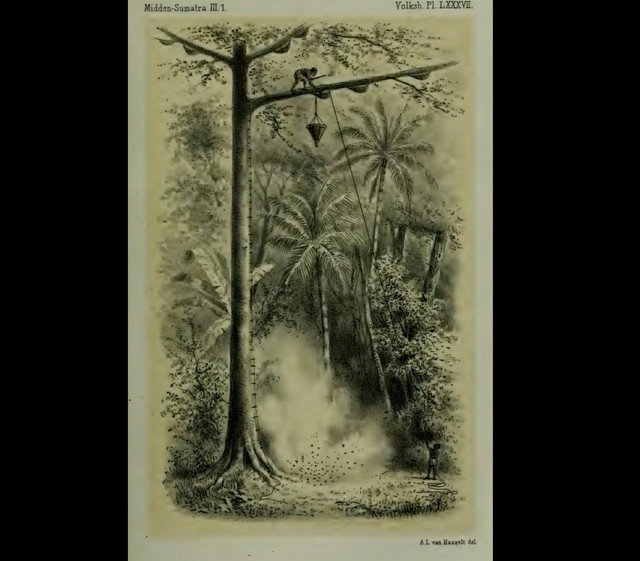 Proses pengambilan madu dalam tradisi Sialang, (Sumber: Arsip A. L. Van Hasselt, 1881)