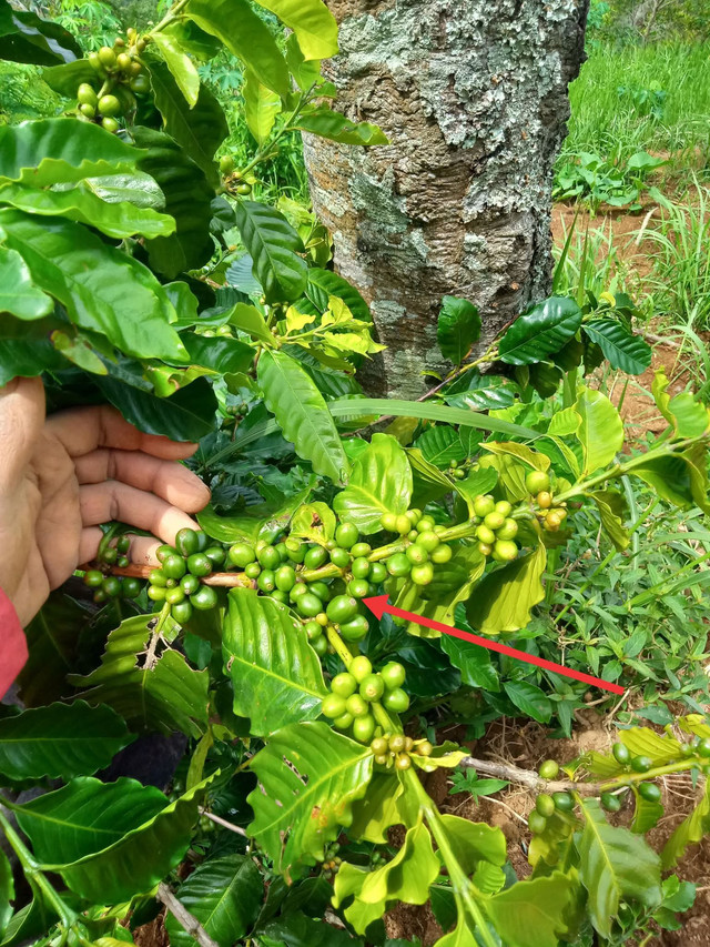 Tanaman Pohon Kopi Arabika (Foto: Facebook Tri Sutrisno).
