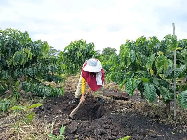 Perempuan petani kopi di Desa Tebat Tenong Luar Kabupaten Rejang Lebong (Foto: Facebook Helly Kusmita).