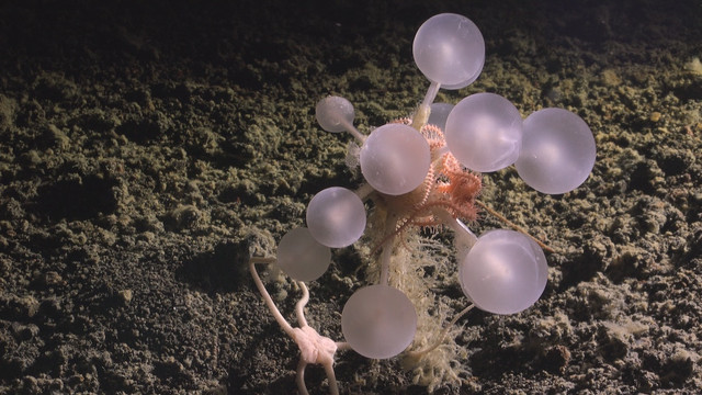 Spesies baru spons bola pemakan daging. Foto: The Nippon Foundation-Nekton Ocean Census/Schmidt Ocean Institute
