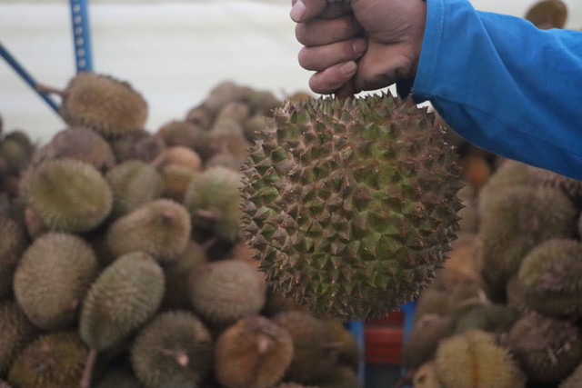 Badan Karantina Indonesia (Barantin) lepas ekspor durian beku ke China di Citereup Kab Bogor, Senin (15/12/2025). Foto: Dok. Barantin RI