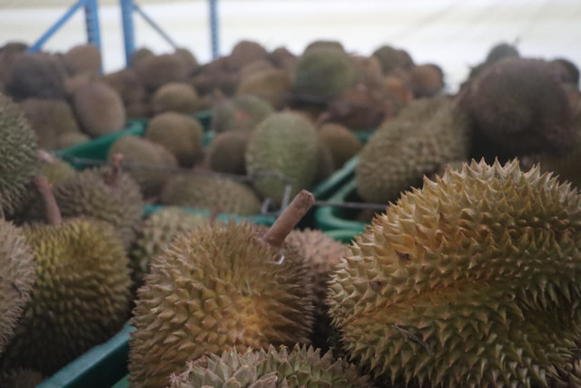 Badan Karantina Indonesia (Barantin) lepas ekspor durian beku ke China di Citereup Kab Bogor, Senin (15/12/2025). Foto: Dok. Barantin RI
