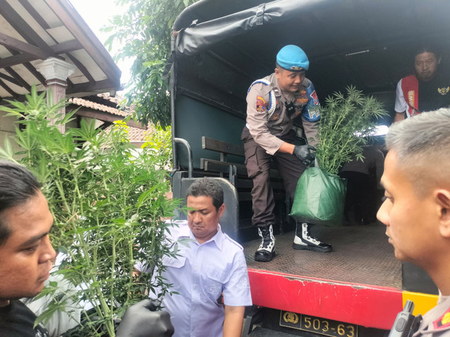 Polres Jombang menggerebek kebun ganja dalam rumah di Jalan Pakubuwono Desa Mojongapit, Kecamatan Jombang, Kabupaten Jombang, Senin (15/12/2025). Foto: Dok. Istimewa
