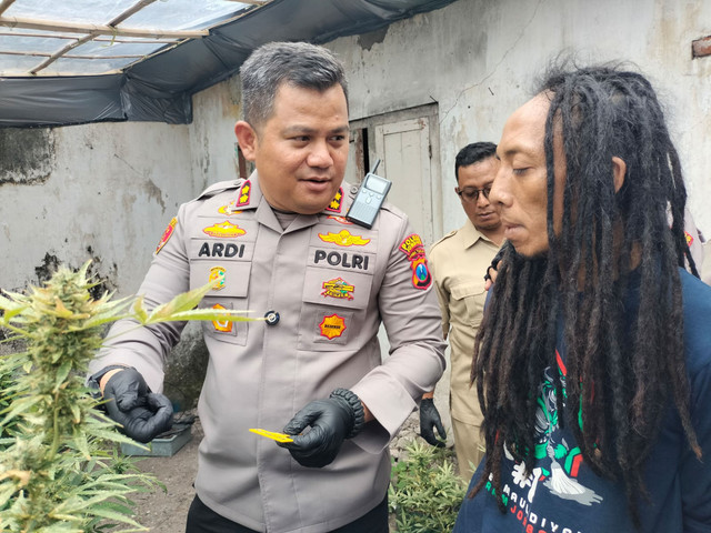 Polres Jombang menggerebek kebun ganja dalam rumah di Jalan Pakubuwono Desa Mojongapit, Kecamatan Jombang, Kabupaten Jombang, Senin (15/12/2025). Foto: Dok. Istimewa