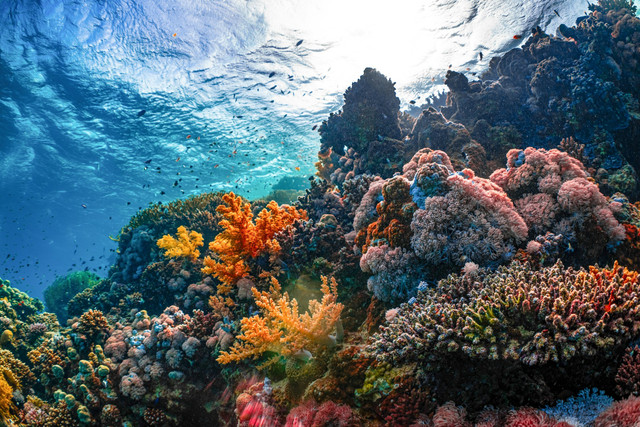 Ilustrasil karang laut. Foto: Unsplash