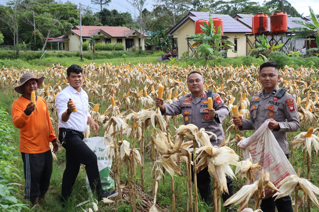 Kapolres Melawi melakukan panen jagung di lahan Polres. Foto: Dok. Istimewa