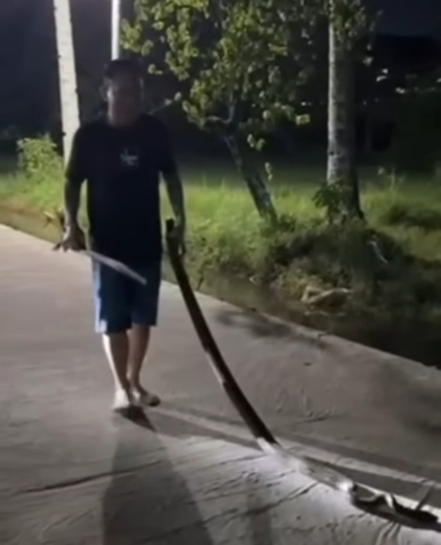 Wagub Kalbar menangkap ular piton di kawasan rumahnya saat air tergenang. Foto: Dok. Instagram @krisantus_kurniawan