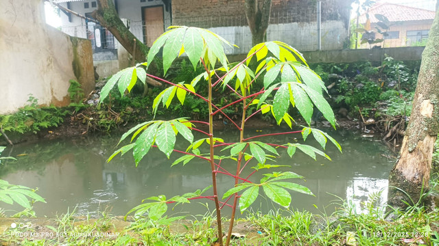 Pohon Singkong di samping rumah/Foto : Dok. Pribadi (Agus Kusdinar)